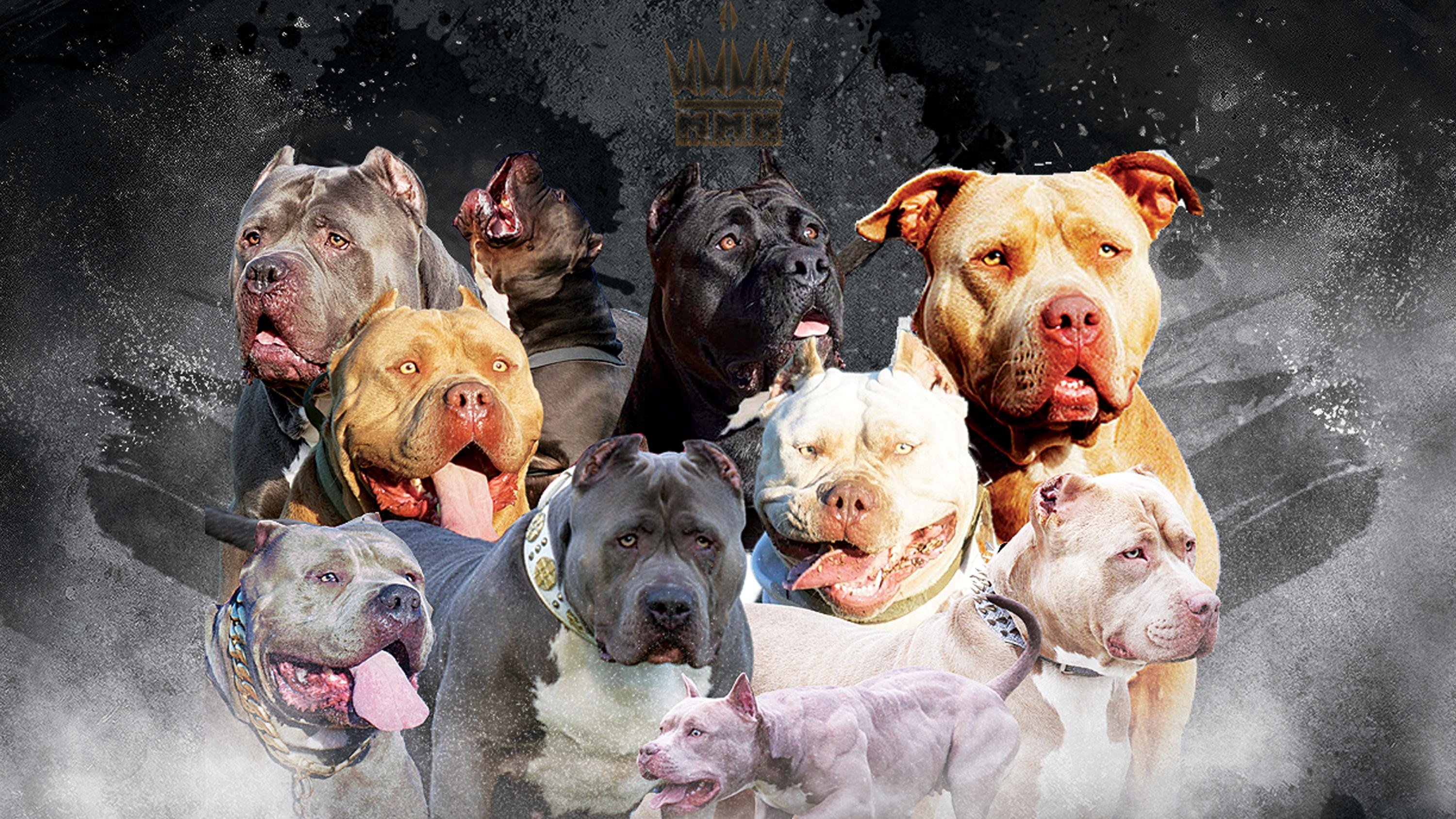 King Leonidus Jr  cover photo