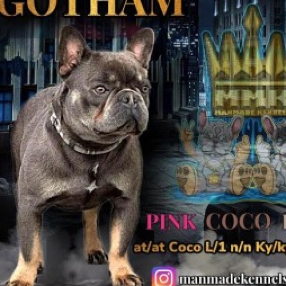 Profile picture of Gotham AKC Registered