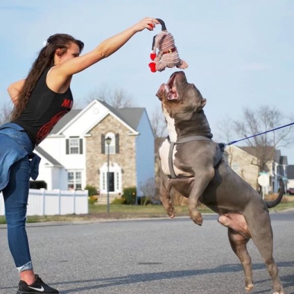 Group logo of American Bully